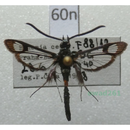 Synanthedon myopaeformis (Borkhausen, 1789) Czech60n